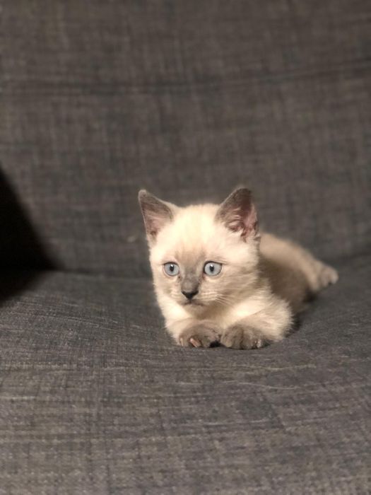 Gatinhos Scotish