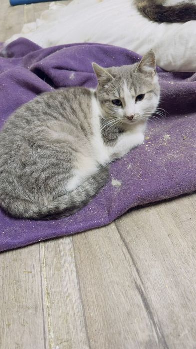 Сіра перлина у добрі руки!