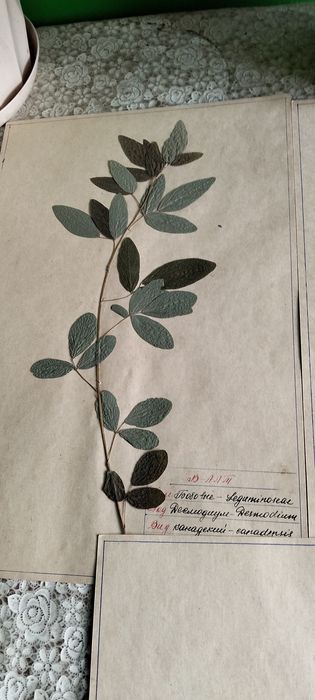 Гербарій листки для студентів і навчання