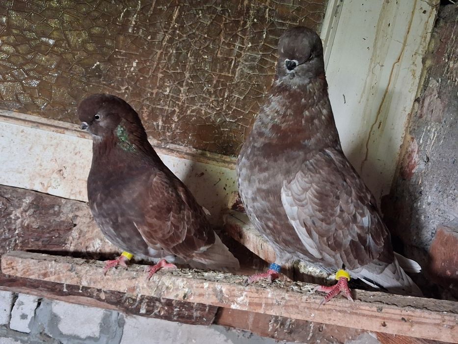 Long face para parzysta