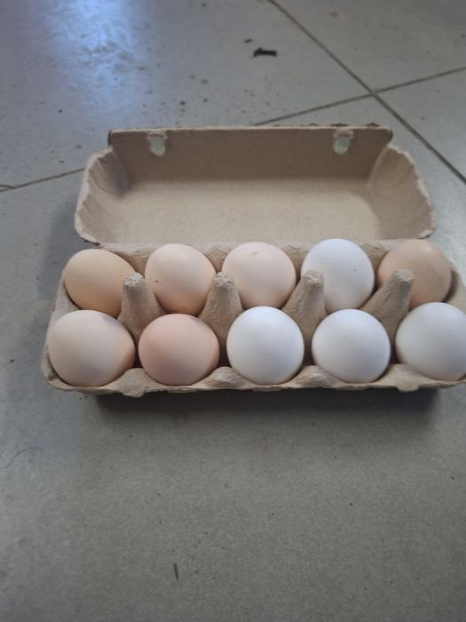 Jajka wiejskie wolny wybieg