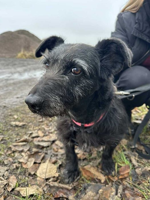 Fraszka - najcudniejsza na świecie psia panienka ADOPCJA