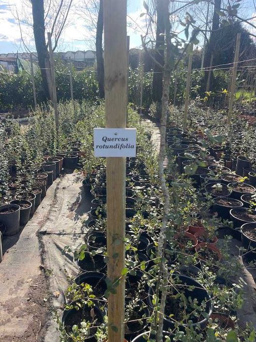 Árvore Quercus rotundifolia 40/60cm