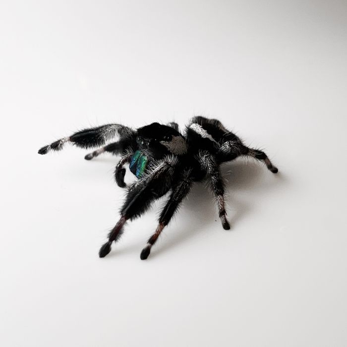 Skakun królewski (Phidippus Regius) Samiec Bahama White