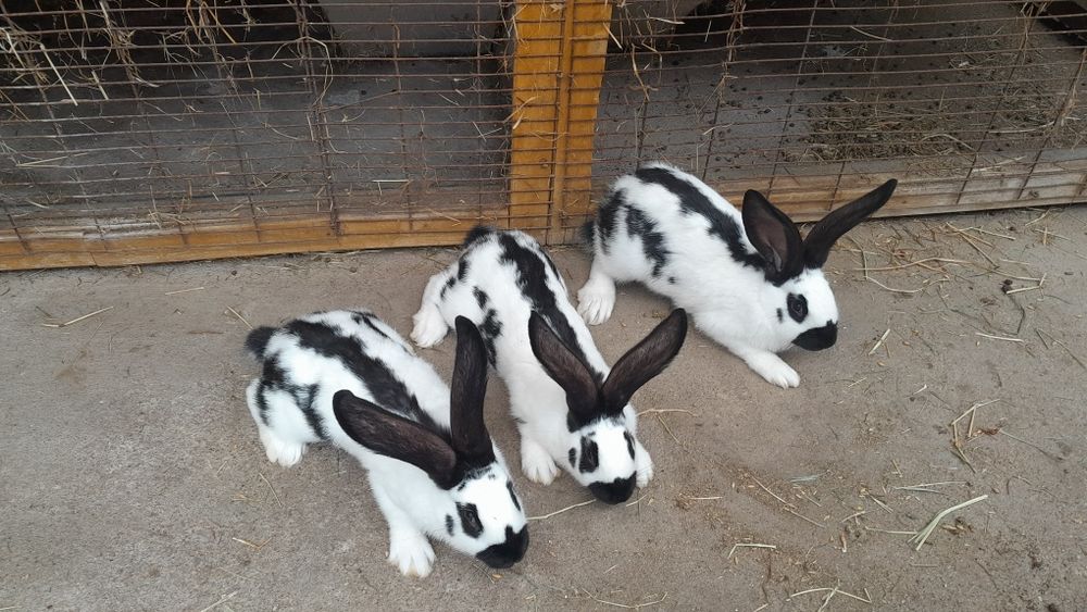 Królik króliki srokacz niemiecki osc osn