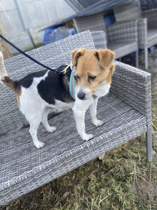 3 letnia suczka do adopcji za darmo