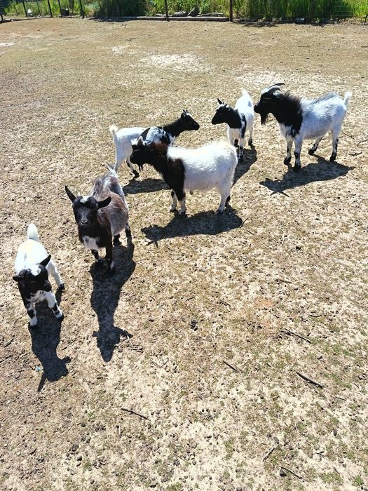Cabras anãs (machos e fêmeas)