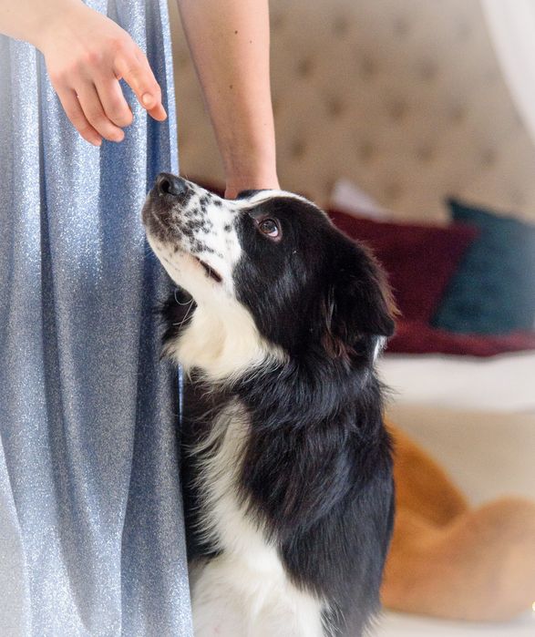 Цуценята бордер коллі Бордер колли Бордер колі