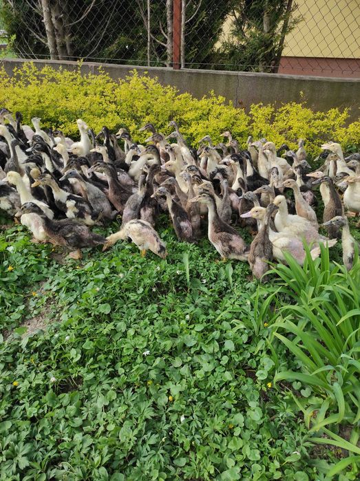 Kaczki Brojler 5 tygodniowe