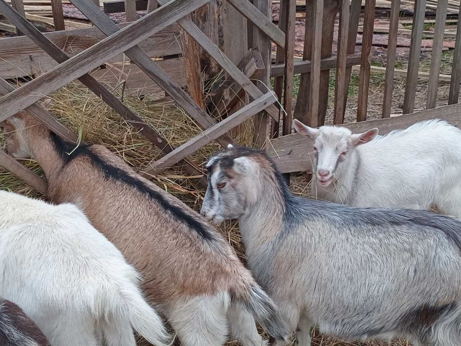 Продаю генетично безрогих козла і козлика