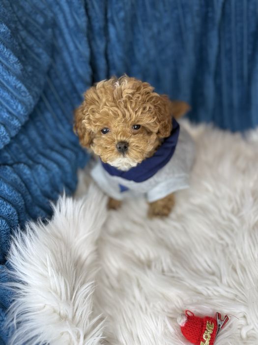 Шикарні vip мальтипу