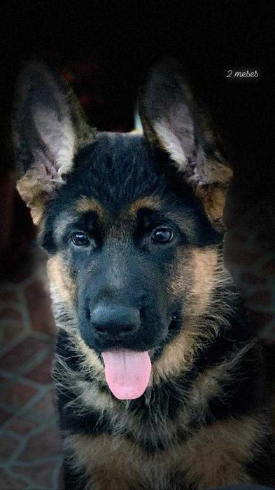 Fêmea Pastor Alemão Cachorro TOP