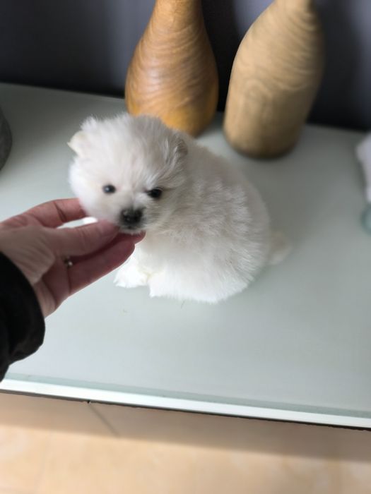 Spitz anão. Lulu da Pomerânia. Perfeito