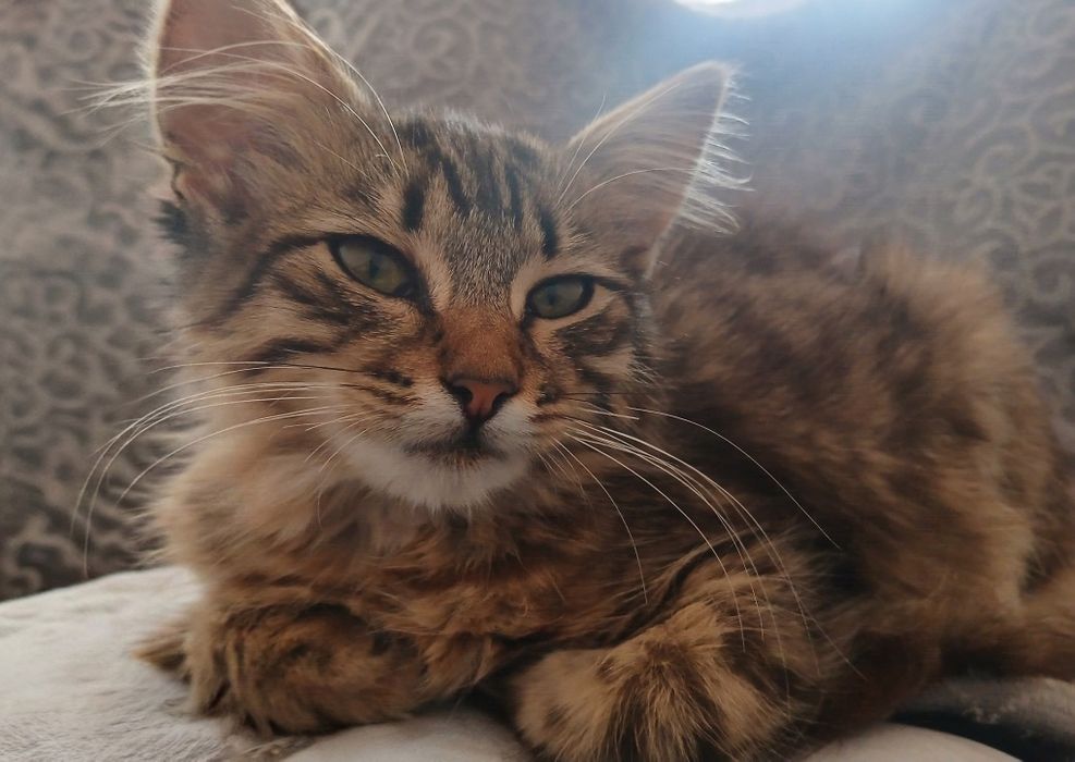 кошеня в добрі руки