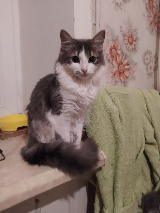 Прекрасная Агнешка