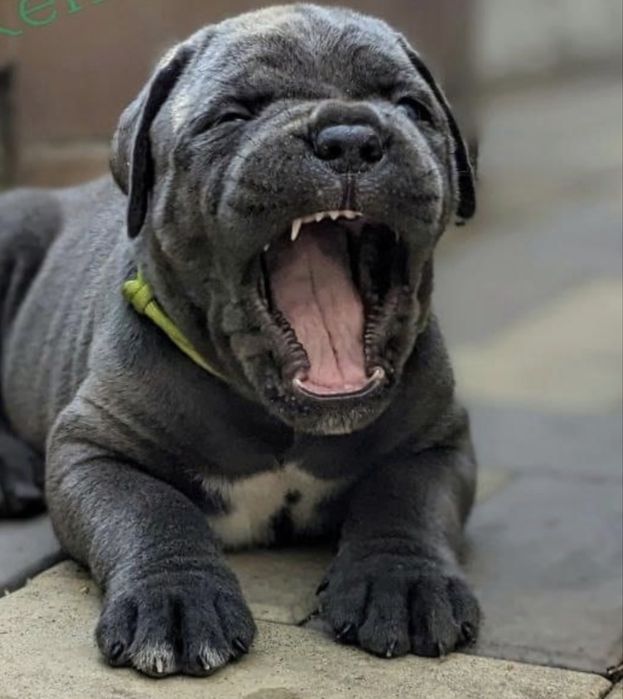 Львівська еліта Cane corso-сірого окрасу