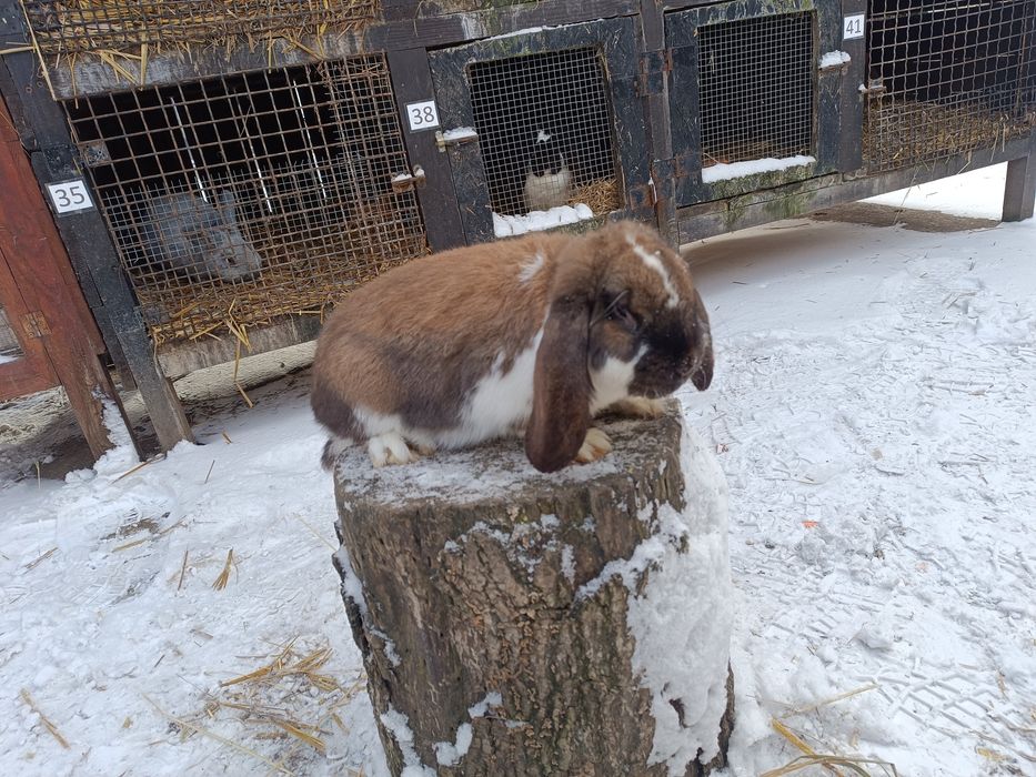 Króliki Barny Francuskie