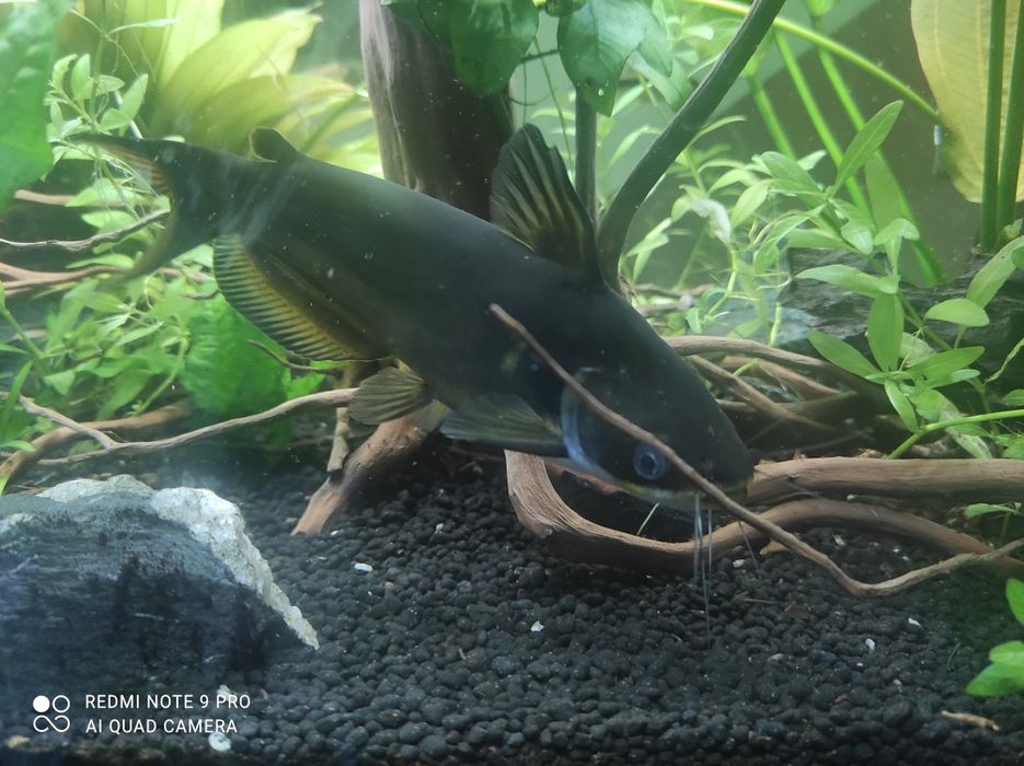 Sum akwarystyczny Mystus nigriceps