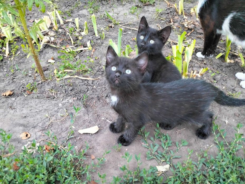 Віддам в добрі руки кошеня, котеня, котенята Рокитне