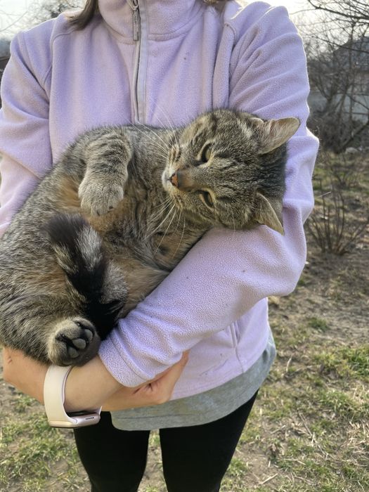 Котик трилапий у добрі руки