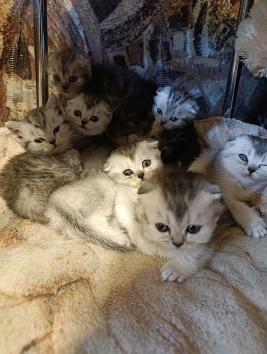 Шотландские вислоухие малыши