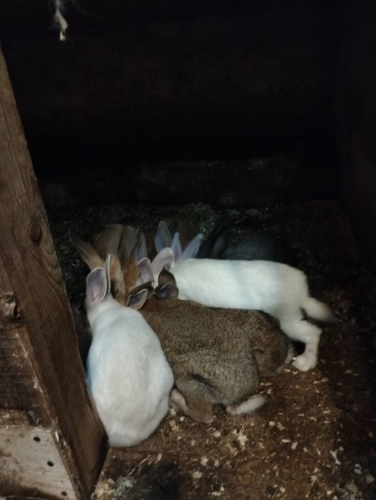 Vendo.  .  Coelhos