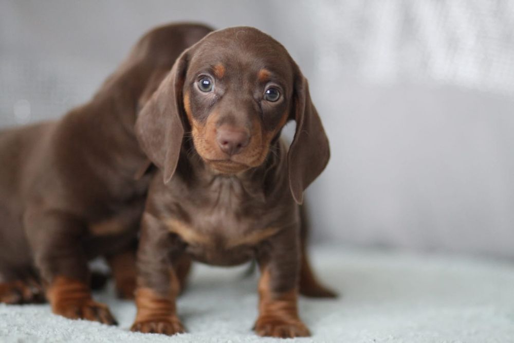 ***Śliczny czekoladowy jamnik**