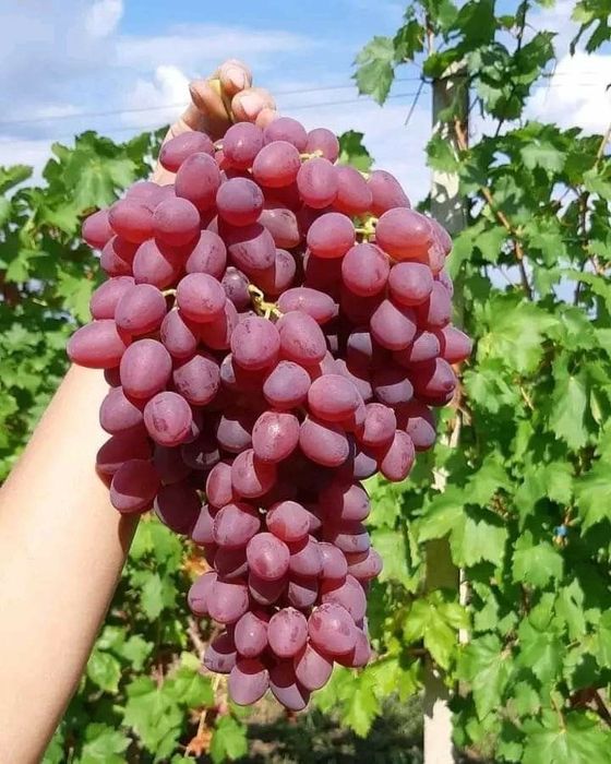 Саджанці винограду Лучистий | Кишмиш | Саженцы винограда | Опт Роздріб