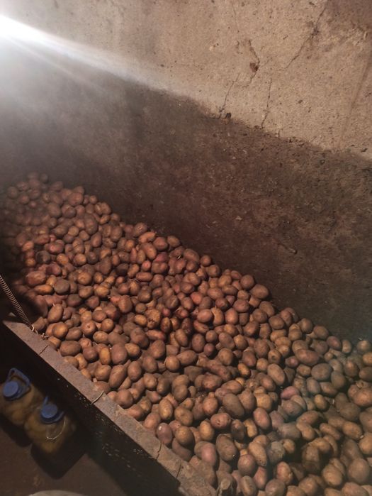 Продам картоплю їстівну
