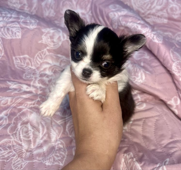 Chihuahua długowłosy chłopiec tri color- po Championie