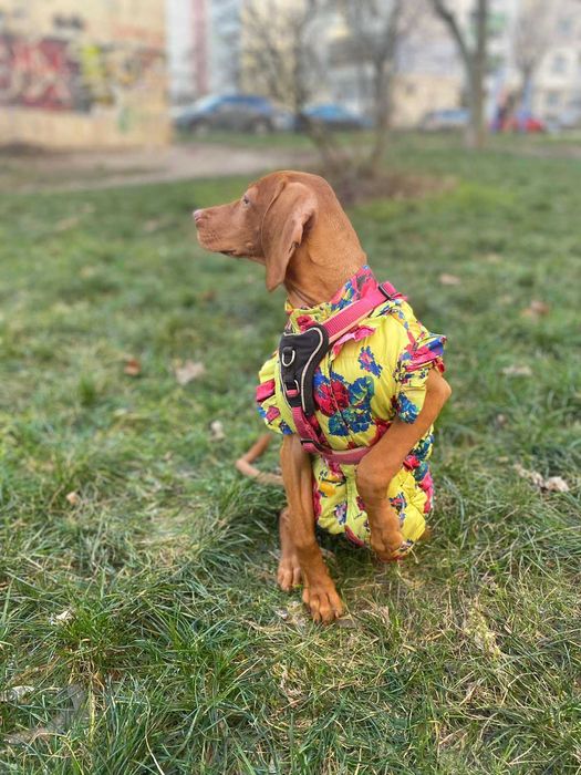 Гладкошерста дівчинка з  бездоганним екстер'єром