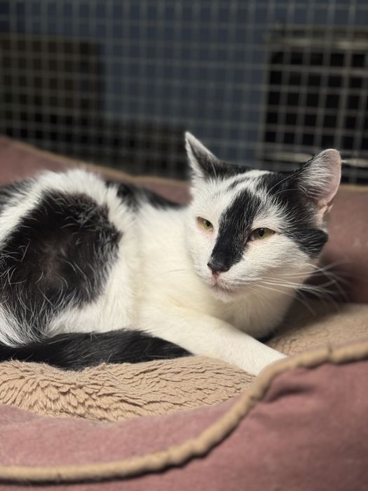 Коты и кошки выбор