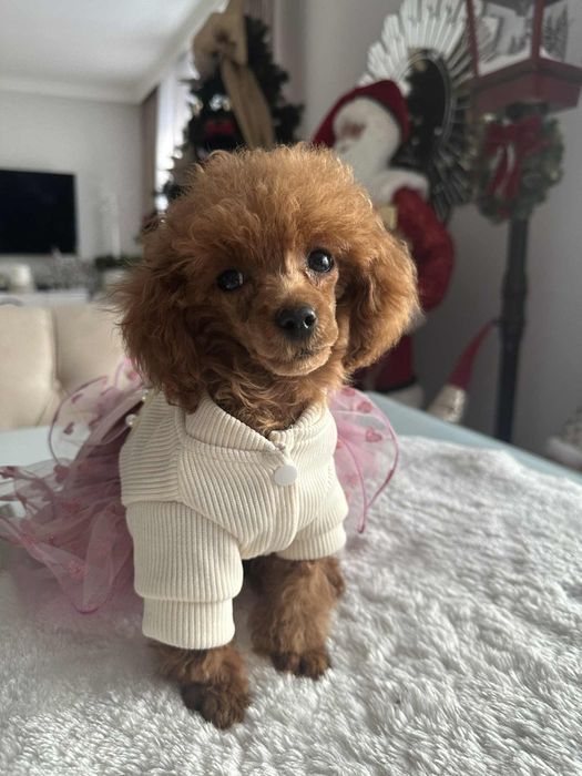 Przepiekna sunia Pudel Toy