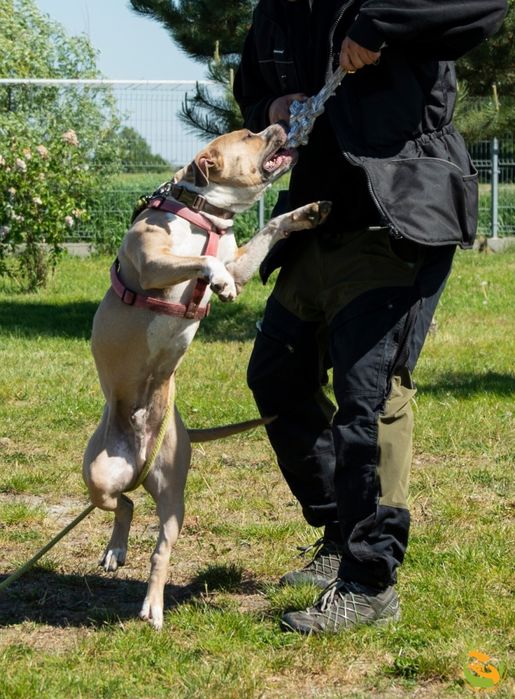 Zeus pies w typie ttb, amstaff szuka odpowiedzialnego domu