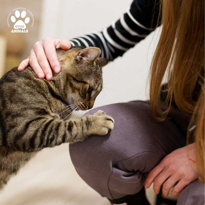 Puchaty kot Ptyś do adopcji!
