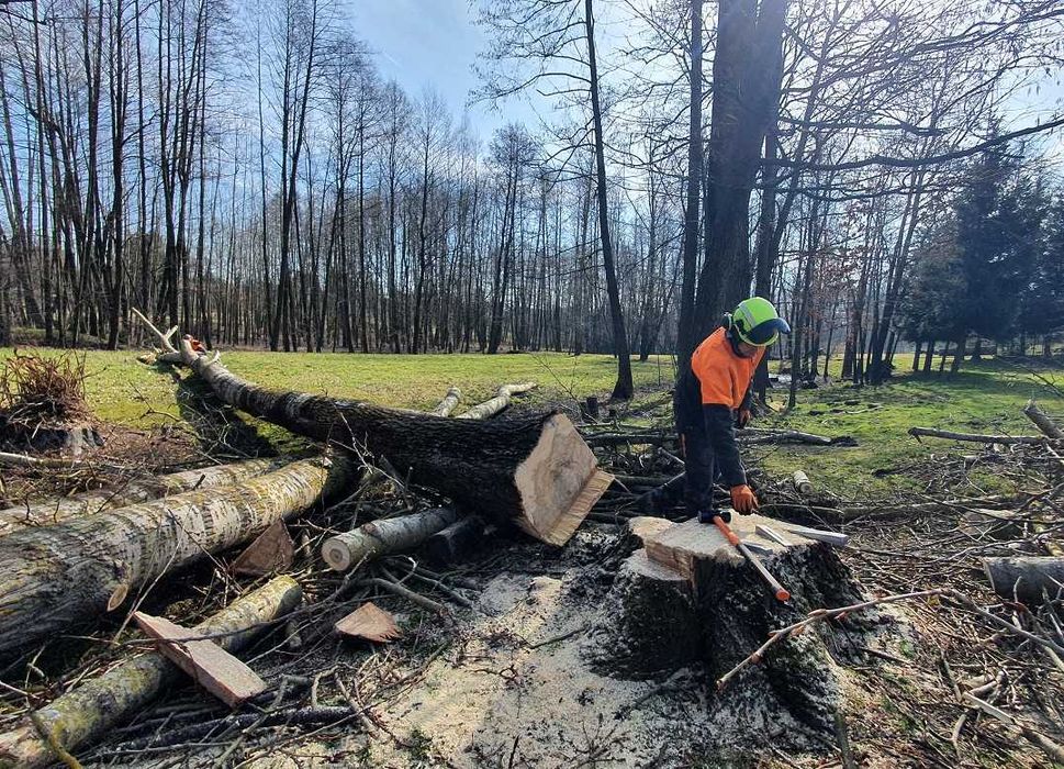 Wycinka drzew / Pielęgnacja / Arborystyka - Lublin / woj. lubleskie