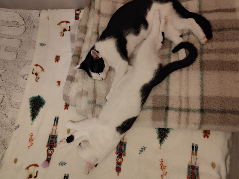 Kochane miziaki szukają wspólnego domu stalego!