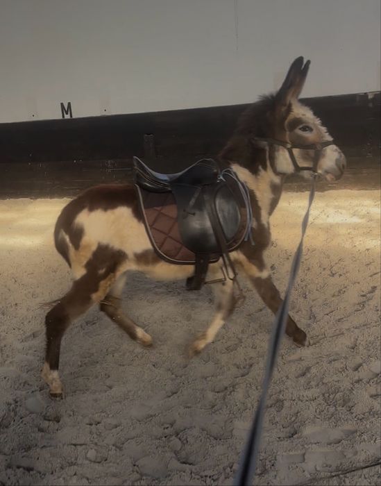 Burro malhado 2 anos montado