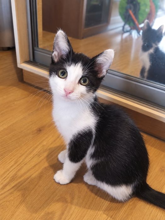 Кошеня хлопчик чорно-білий ( кіт, котеня, котик)
