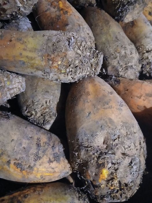 Буряки кормові тваринам