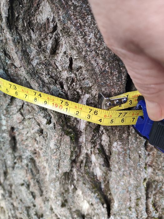 Orzech włoski do wycięcia