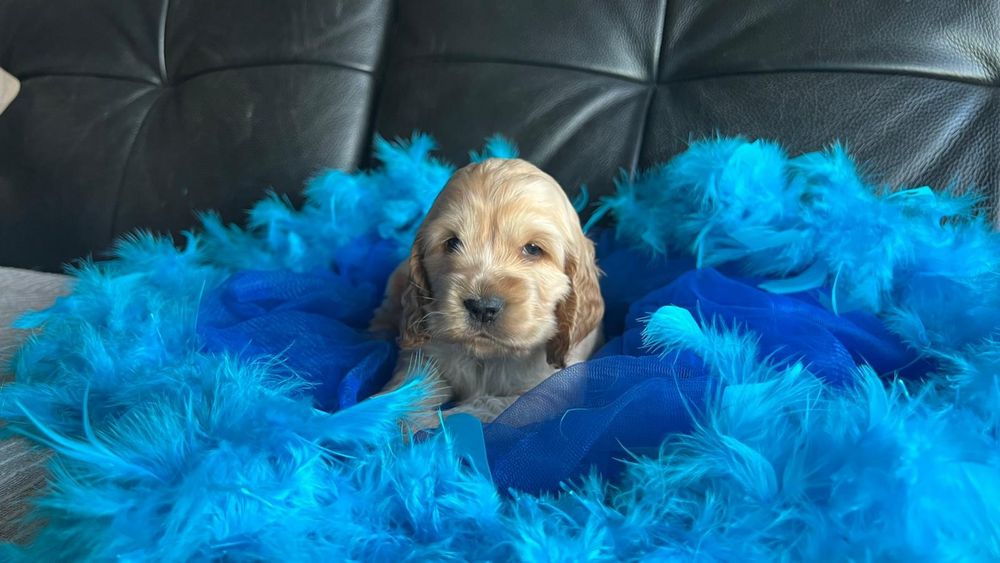 Cocker spaniel inglês