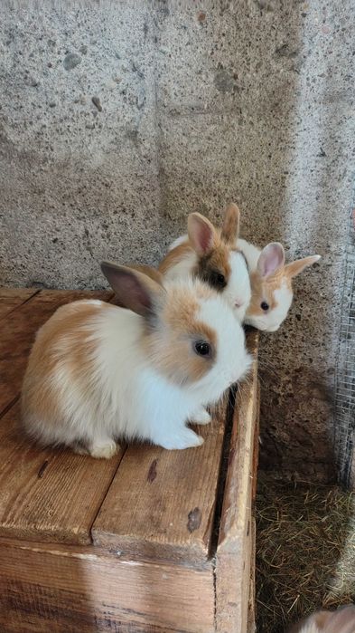 Króliki miniaturki