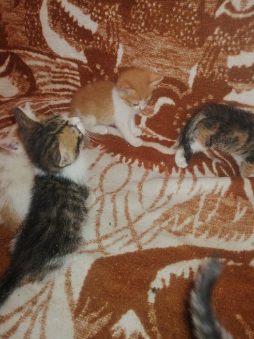 Kotki do adopcji