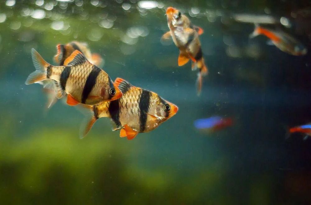 Барбус суматранський рибка акваріумна