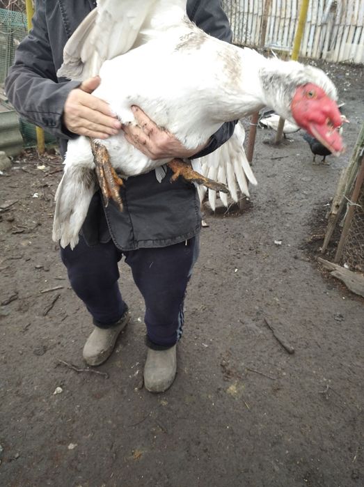 Продам індоутак індокачка селезень