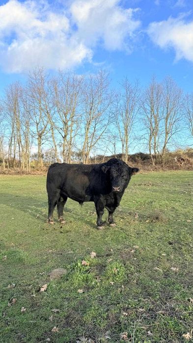 boi angus, 4 anos, com certificado, para criação