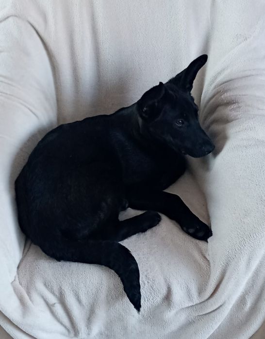 Cudowny piesek Onyx szuka swojego człowieka.
