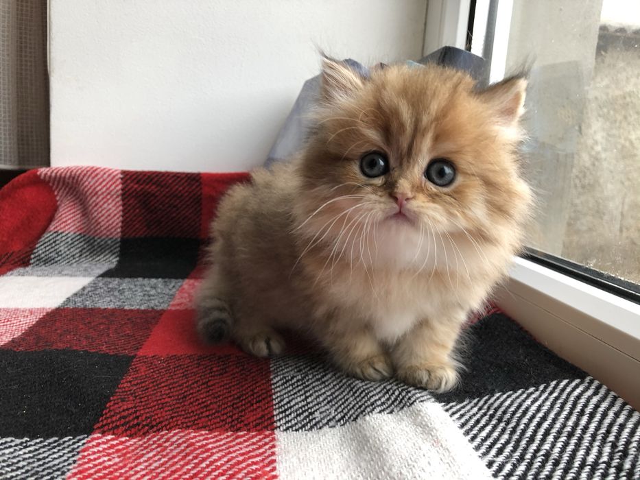 Шотландчики найчарівніші