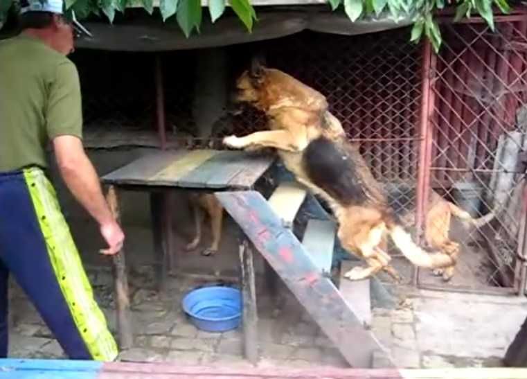 Індивідуальні  уроки  з Дресерування собак.